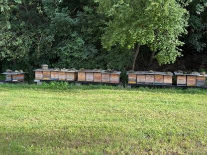 Bild 8:Ableger Bienenvölker Bienenkönigin