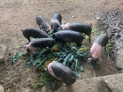 Ferkel