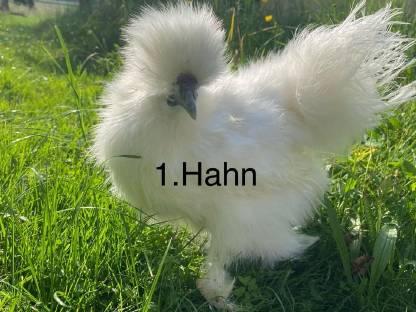 Bild 4:Seidenhühner