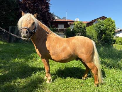 Bild 5:Pony