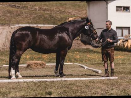 Bild 3:Noriker Rappstute
