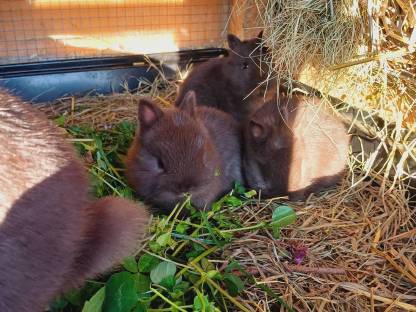 Farbenzwerg, Zwergkaninchen, Kaninchen, Hasen