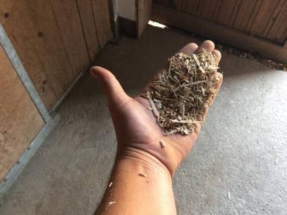 Bild 3:Miscanthus in Rundballen (Stroh)