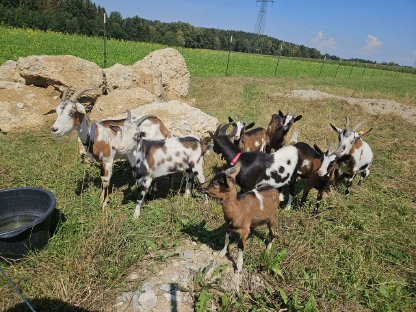 Bild 2:Ziegen zu verkaufen