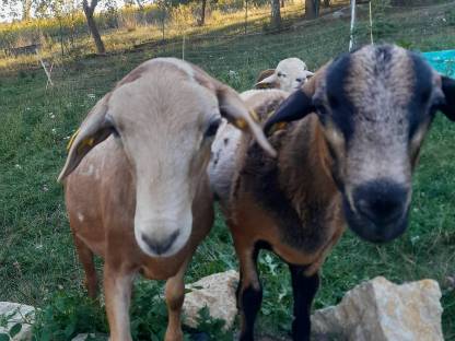 Bild 3:Verkaufe Haarschaf Jungböcke