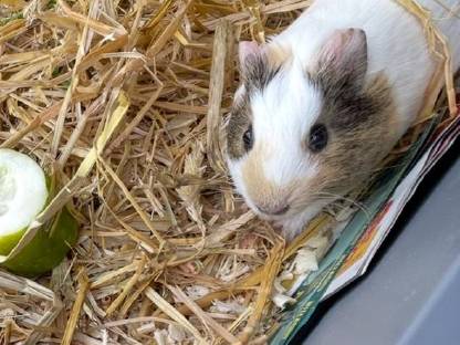 Meerschweinchen