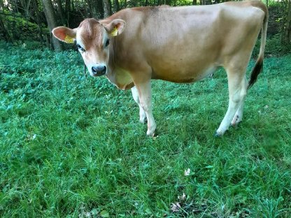 Verkaufe Jersey Kalbin