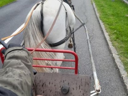 Warmblüter
