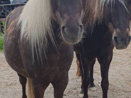 Classic Pony Wallache Gespann