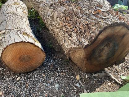 Bild 2:Nussholz-Stämme