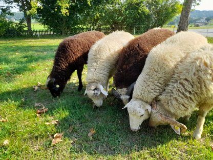 Bild 4:Waldschaf-Jungwidder und Jungschafe aus Biohaltung