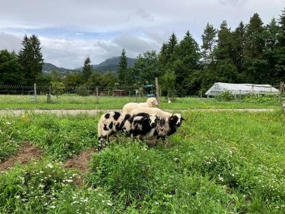 Bild 2:4 Böcke Krainer Steinschafe