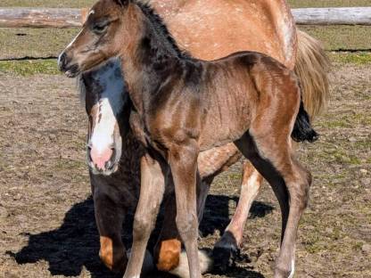 Bild 2:Robuste Fohlen für Freizeit