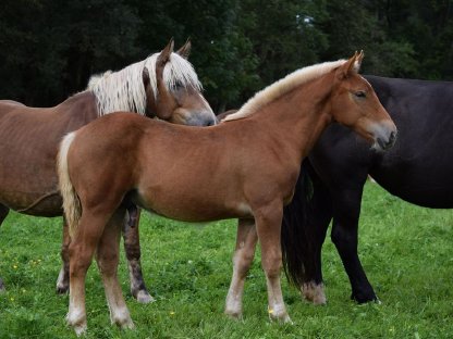 Bild 3:Zwölfer Schaunitz Noriker Hengstfohlen zu verkaufen