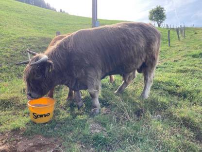 Bild 2:Hochlandrind Zuchtstier