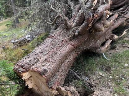 Baum/Holz zu verkaufen