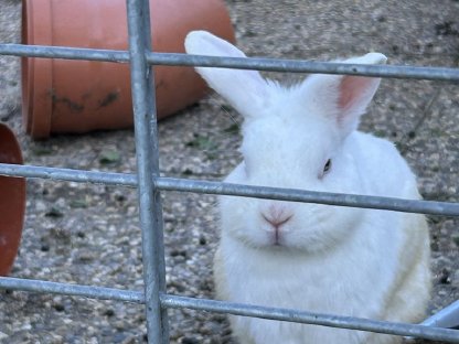 Bild 4:Kleiner Hase Kaninchen Rammler unkastriert Löwenköpchen Mix
