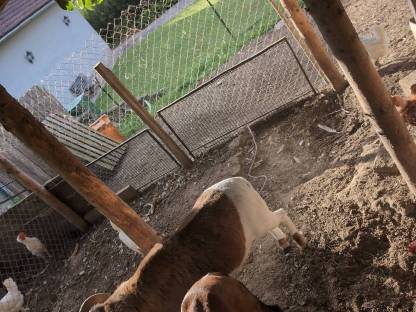 Bild 2:Kamerun Schafbock