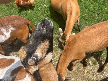 Bild 2:Kamerunschafe