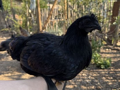 Ayam Cemani Hahn