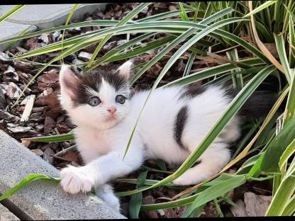 Bild 5:Ragdoll - Europäisch Langhaar Edelkitten