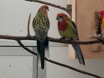 Rosella- und Schönsittiche