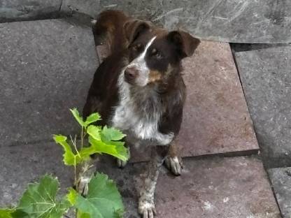 Bild 4:Border Collie Hündin