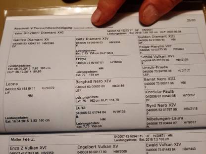 Bild 8:Gurktal Diamant XVII