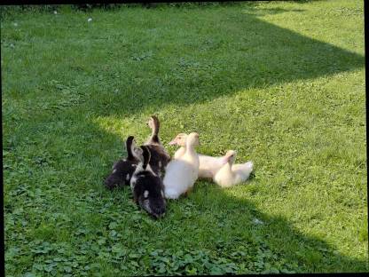 Bild 4:Junge Moschusenten