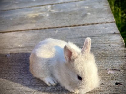 Bild 4:Zwergkaninchen Löwenkopf