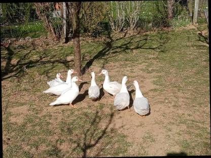 Bild 6:Laufenten, Moschusenten, Landenten, Orpington Enten
