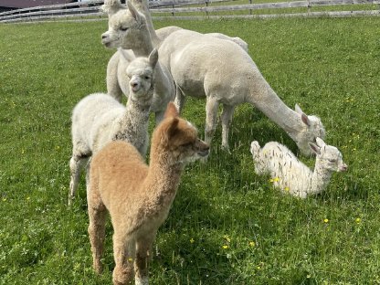 Bild 3:Alpakastuten und Hengst zu verkaufen