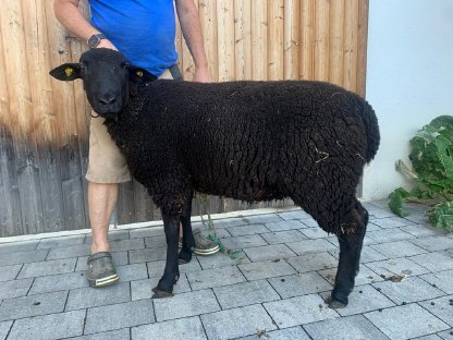 Bild 3:Jurazuchtwidder