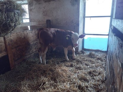 Bild 2:BIO FV-Stierkälber