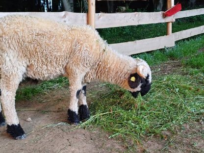 Bild 5:Walliser Schwarznasen Widder, geb. 01/2025