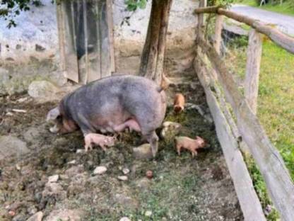 Duroc Ferkel