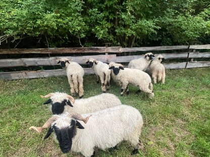 Bild 2:Walliser Schwarznasen Herde