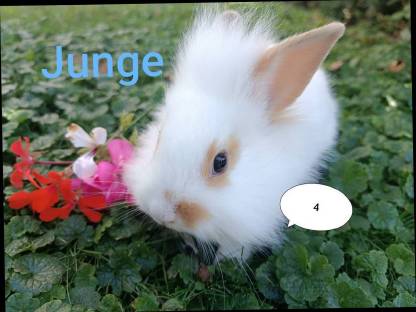 Zwergkaninchen