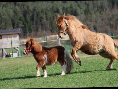 Bild 8:Angerittener Shetty Wallach