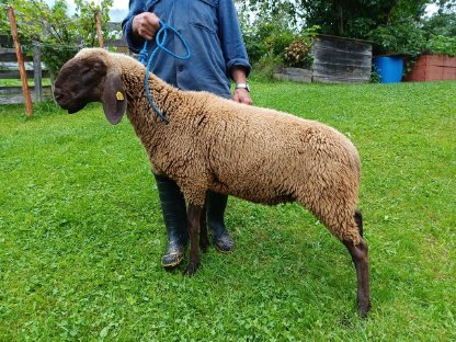 Bild 2:Braune Bergschafe