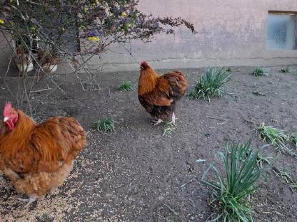 Bild 2:Orpington Hähne