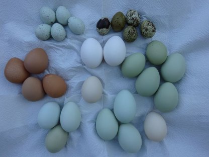 Bild 5:Eier - Speiseeier