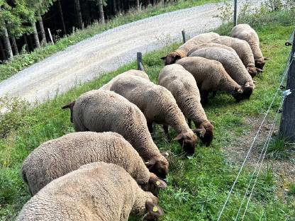 Bild 4:Jura Schafe Bio