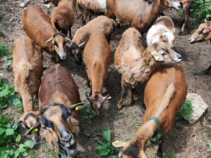 Kamerun Lämmer