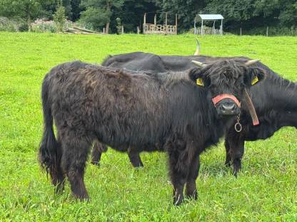 Bild 6:Hochlandrinder Kühe tragend mit Kuhkalb, Kalbin 1-jährig