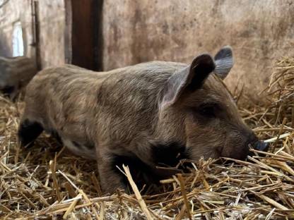 Bild 2:Ferkel