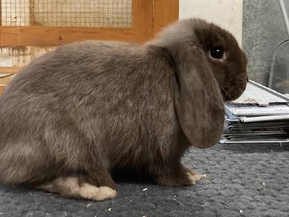 Bild 2:Zwerg Widder Kaninchen, Zwergkaninchen