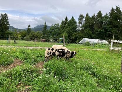 Bild 3:4 Böcke Krainer Steinschafe