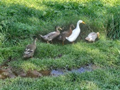 Bild 3:Laufenten zu verschenken