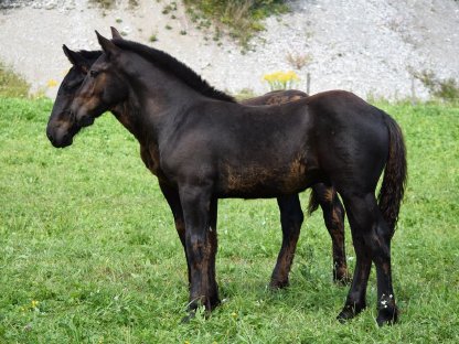 Bild 4:Maroni Diamant Noriker Rapp Hengstfohlen zu verkaufen